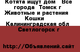 Котята ищут дом - Все города, Томск г. Животные и растения » Кошки   . Калининградская обл.,Светлогорск г.